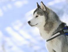 开云体育入口-湖人压制掘金，詹姆斯成为关键先生