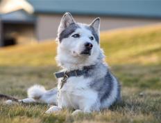 开云体育APP下载-铁壁封疆，末节9分！戈贝尔攻防一体铸就东决制胜之夜