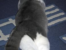 开云体育登录-跨界救赎，当伦纳德降临欧冠决赛之夜