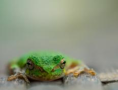 开云体育登录-刺破欧冠夜空，马丁内利的生涯之夜