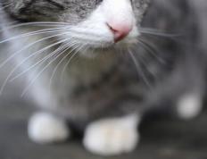 开云体育官方网站-速度与韧性的双重奏，F1街道赛与安哥拉足球奇迹的竞技哲学