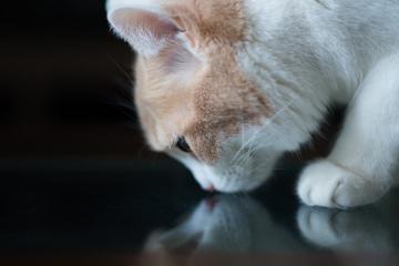 开云体育APP下载-文班亚马关键战不手软，尼克斯与辽宁队的跨洲激战