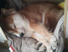 开云APP-詹姆斯攻防转换核心显威，公牛关键战突围森林狼