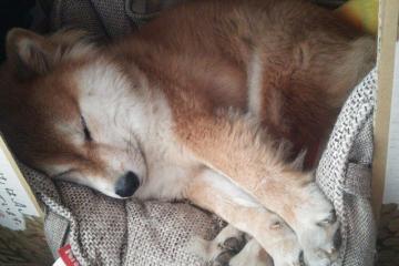 开云APP-詹姆斯攻防转换核心显威，公牛关键战突围森林狼