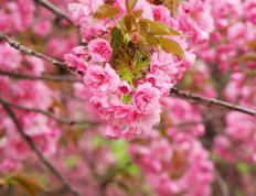 开云体育APP下载-风暴眼，雷霆强压活塞，福克斯如何成为撕裂黑暗的关键先生