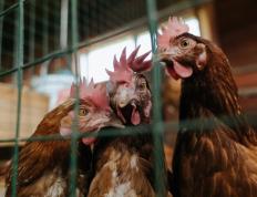 开云APP-贝恩末节觉醒！国王的沉默心脏在长春完成致命律动