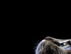 开云平台-伊布关键先生显神威，荷兰军团踏平沙特展雄风