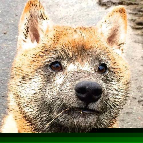 开云下载-格列兹曼的利刃,乌克兰的坚盾,足球场上的矛与盾的现代寓言