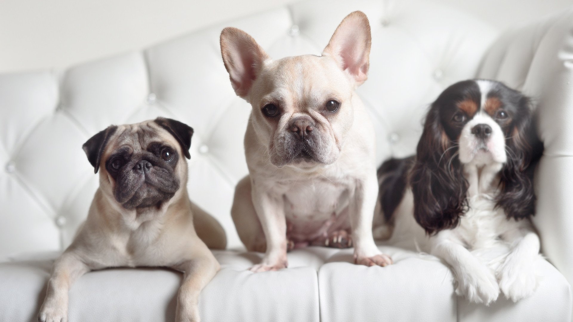 开云体育官网-坚盾与慧刃,法国战术压制加拿大,拉亚成关键先生揭秘