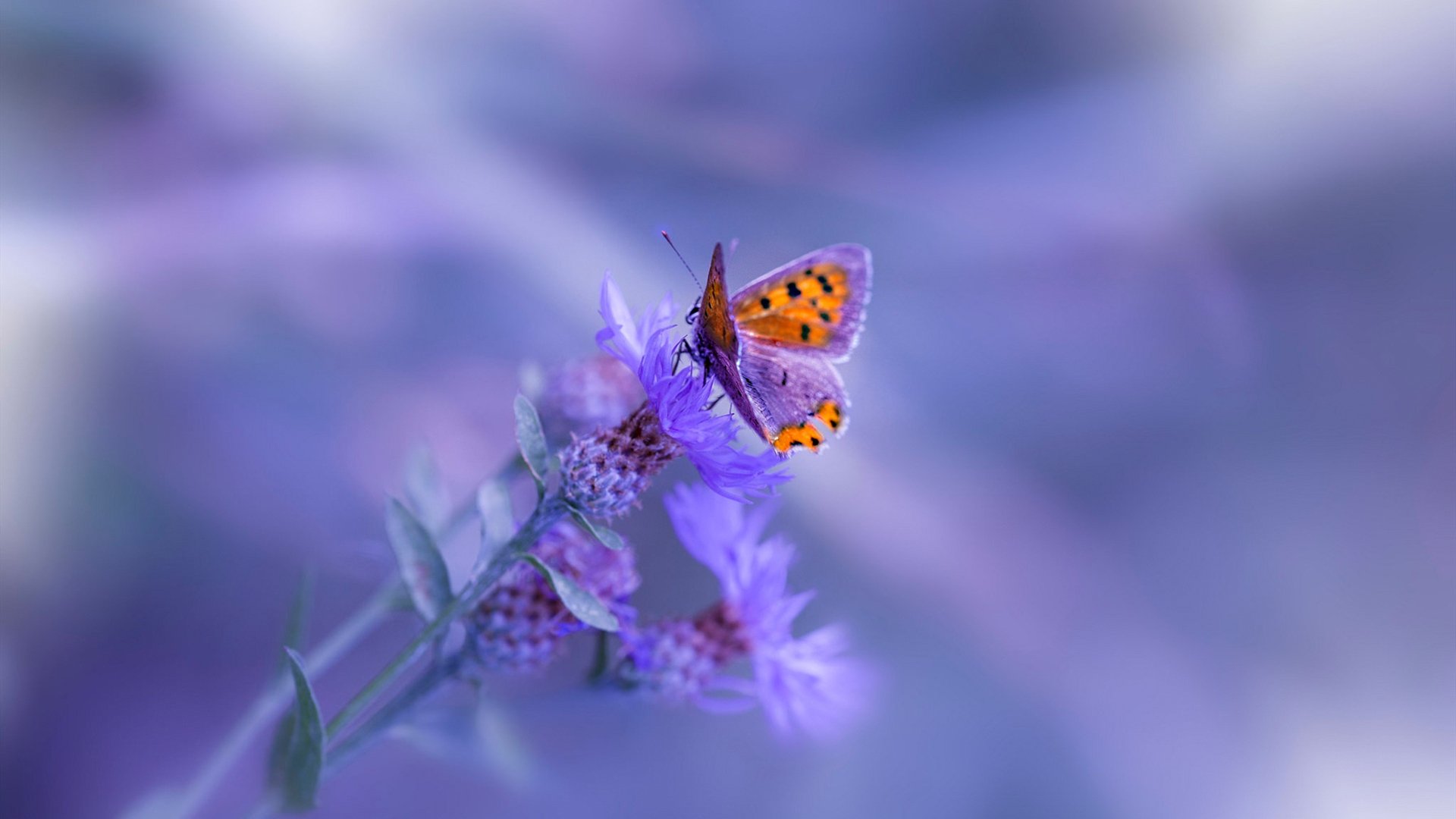 开云体育平台APP-团队荣耀与孤胆英雄,从骑士生死战到乔治的世界杯接管