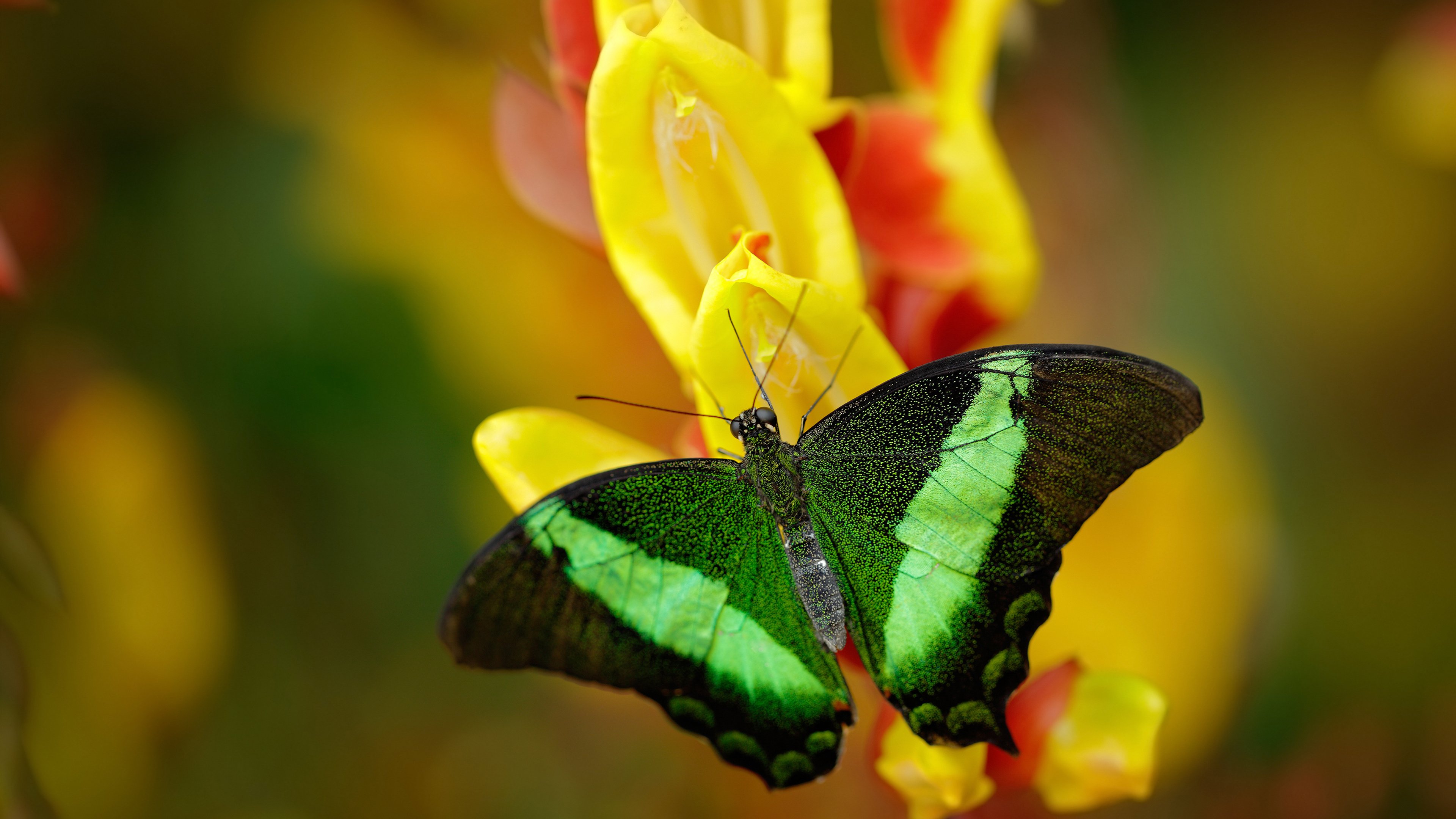 开云体育官网-极速博弈,当F1街道赛的精准遇上广东队的战术压制