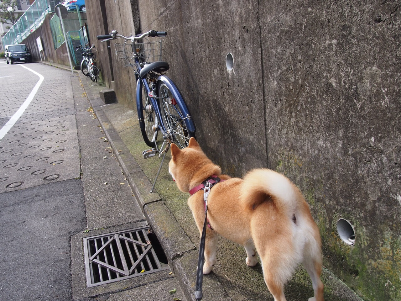 开云体育入口-绝境下的尖刀,当新西兰式铁壁撞上罗德里戈的孤注一掷
