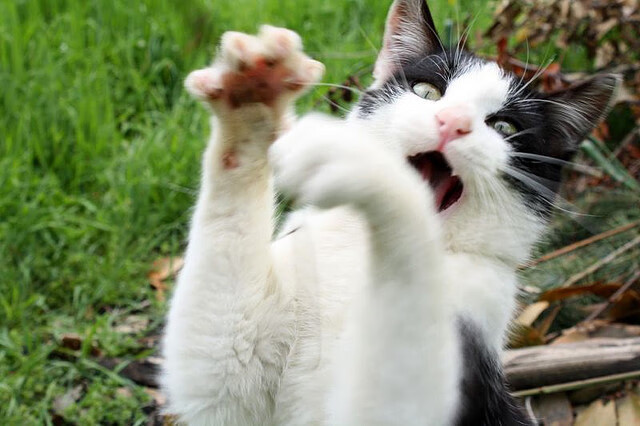 开云体育在线-欧冠淘汰赛焦点战与雄鹿击溃篮网，体育之夜的激情双响