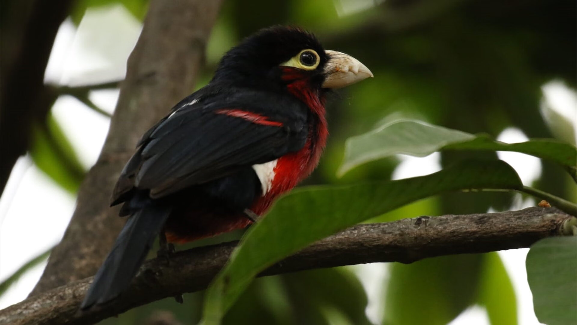 开云APP-欧冠决赛惊世之战,中国球队狂胜皇家社会,亚洲足球迎来历史性突破