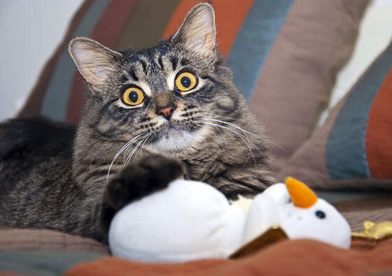 开云体育官网-凤凰城之矛刺穿雷霆,布克奠定胜局,国王火力全开压制连胜势头