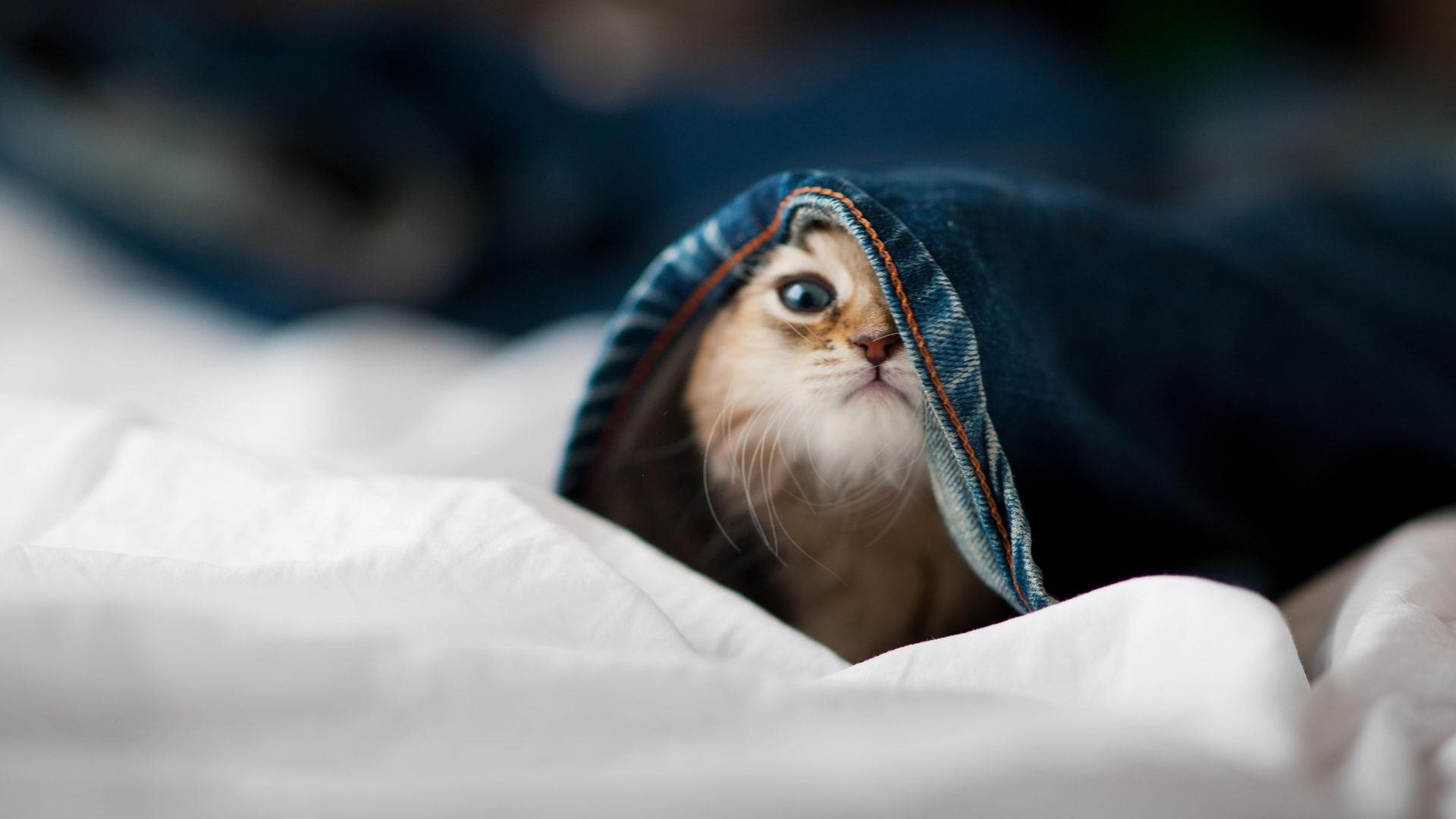 开云体育下载-跨越山海的双线胜利,摩纳哥如何以冠军之心敲开中国大门