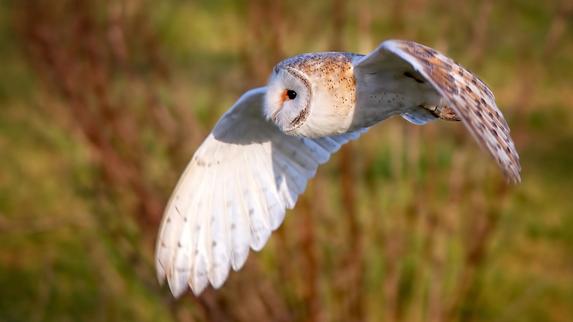 开云下载-绝境逆袭!东决之夜,米切尔化身末节死神,一剑封喉