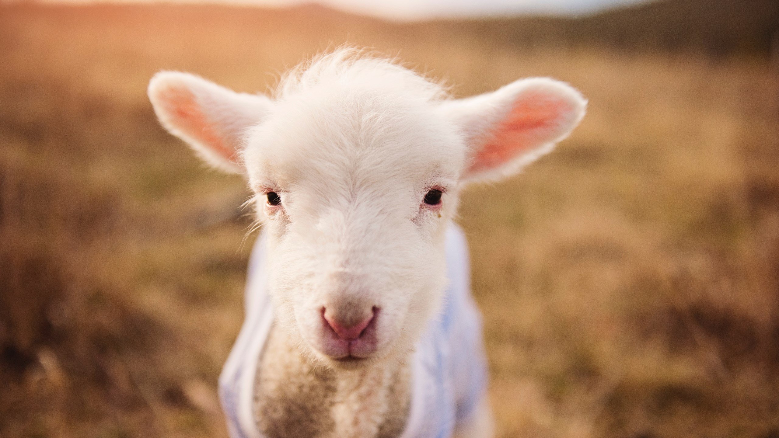 开云体育APP下载-中场悍将巴雷拉，以铁血与智慧书写乌拉圭对阵比利亚雷亚尔的统治诗篇