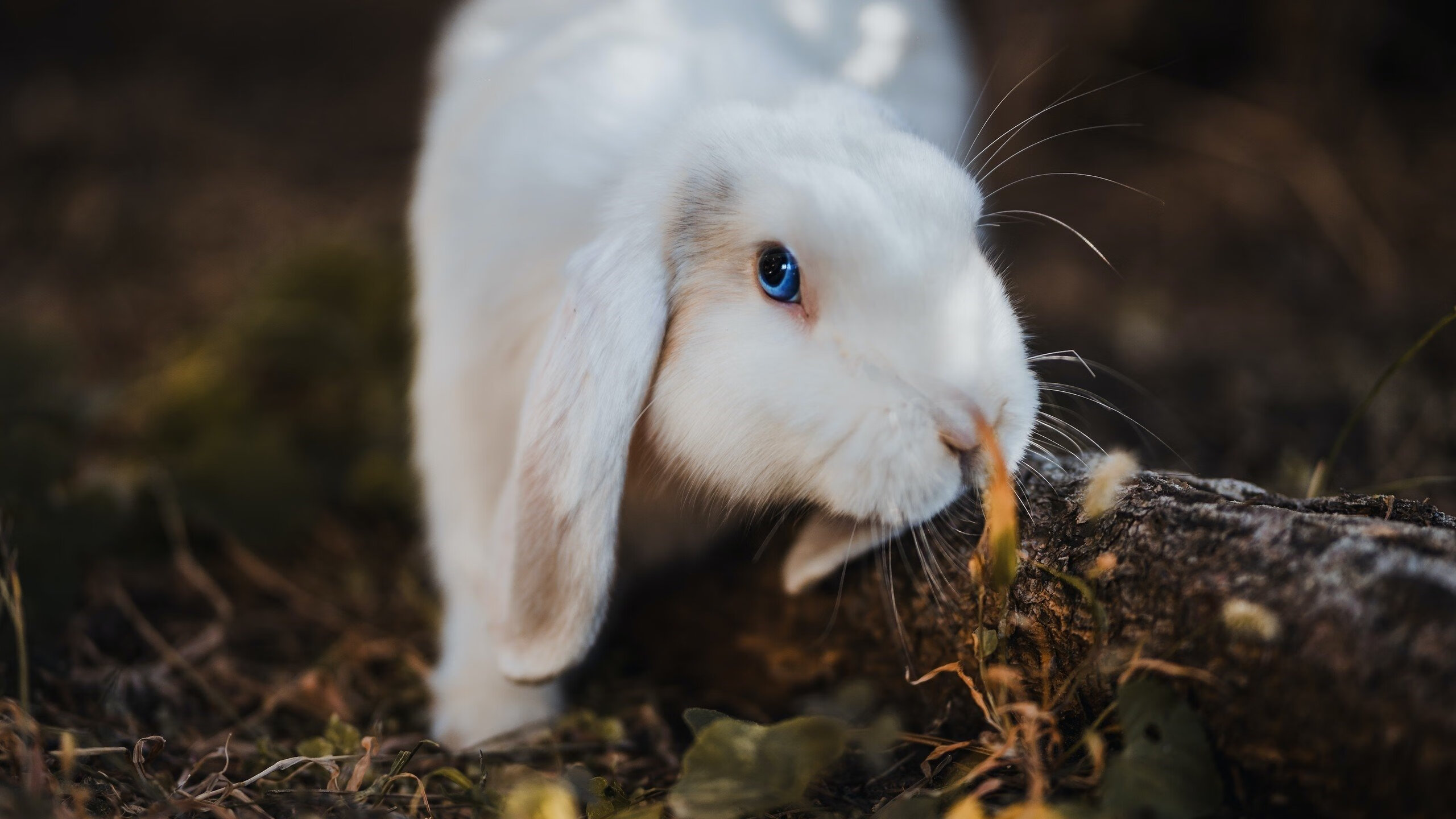 开云平台-沉默的怒吼，字母哥的救赎之路与上海队硬撼巨人的隐喻