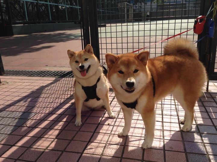 开云体育官网-欧冠魔幻夜，当篮球化身绿茵，火箭力克骑士改写历史