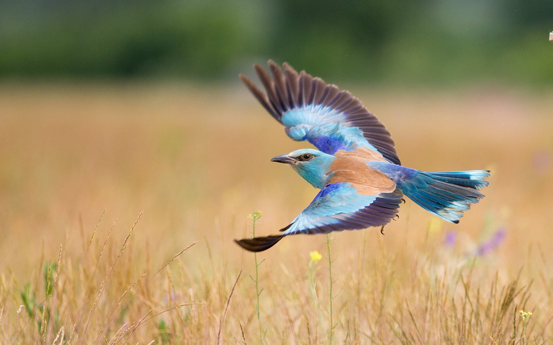 开云体育官方网站-波兰韵律与东瀛烽火，当节奏掌控遇上赛场点燃