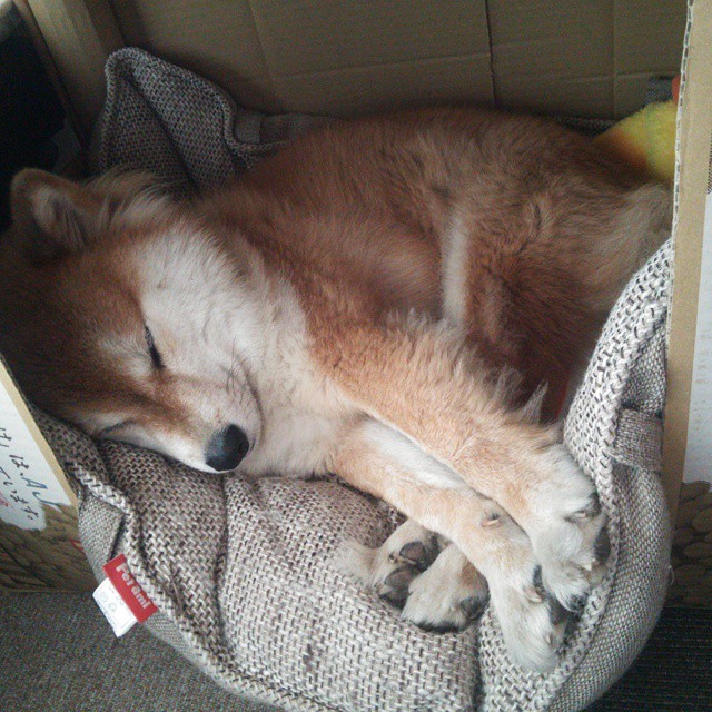 开云APP-詹姆斯攻防转换核心显威，公牛关键战突围森林狼