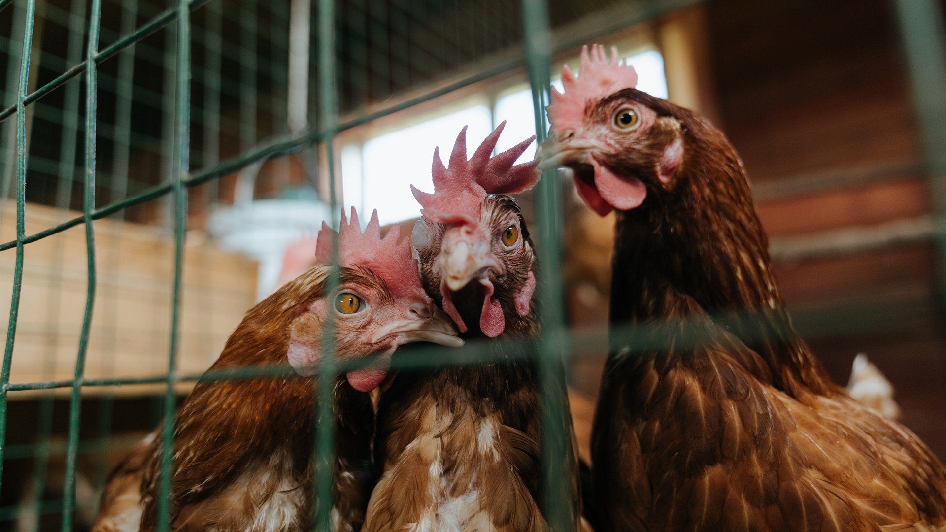 开云APP-贝恩末节觉醒！国王的沉默心脏在长春完成致命律动